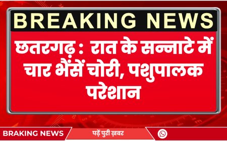 Chhatargarh News: रात के सन्नाटे में चार भैंसें चोरी, पशुपालक परेशान